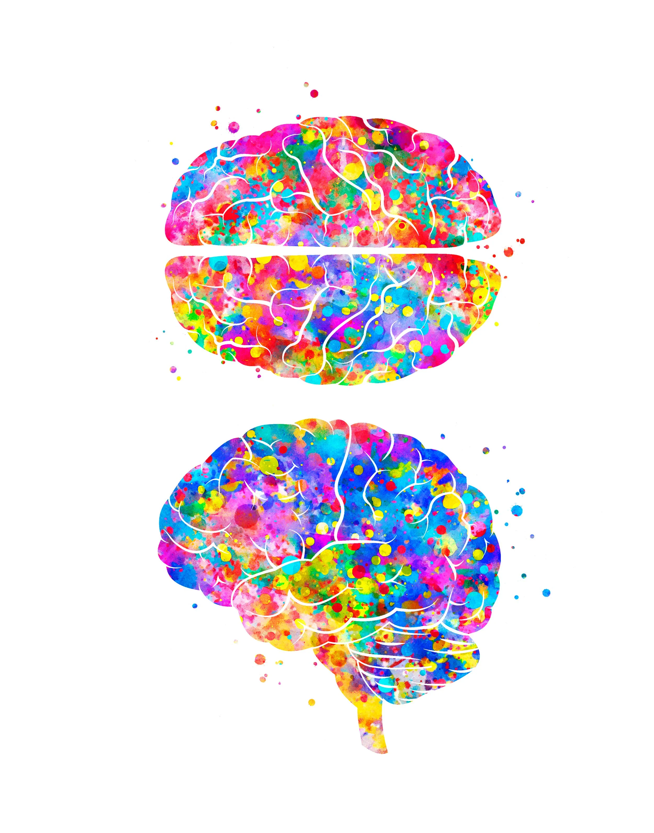 Watercolour illustration of the brain from above and from the side.