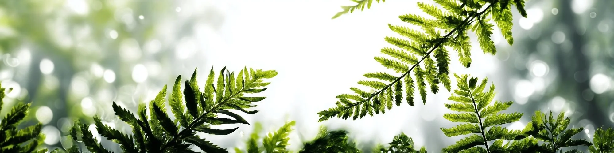 Fern fronds against a bright, soft-focus background.