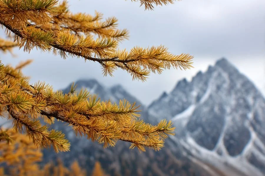 Golden larch needles close up, with a snowy mountain behind.