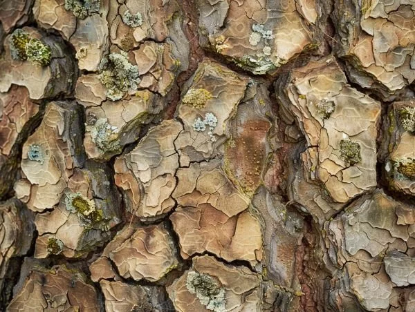 Armoured tree bark representing the protective function of psychological defenses.