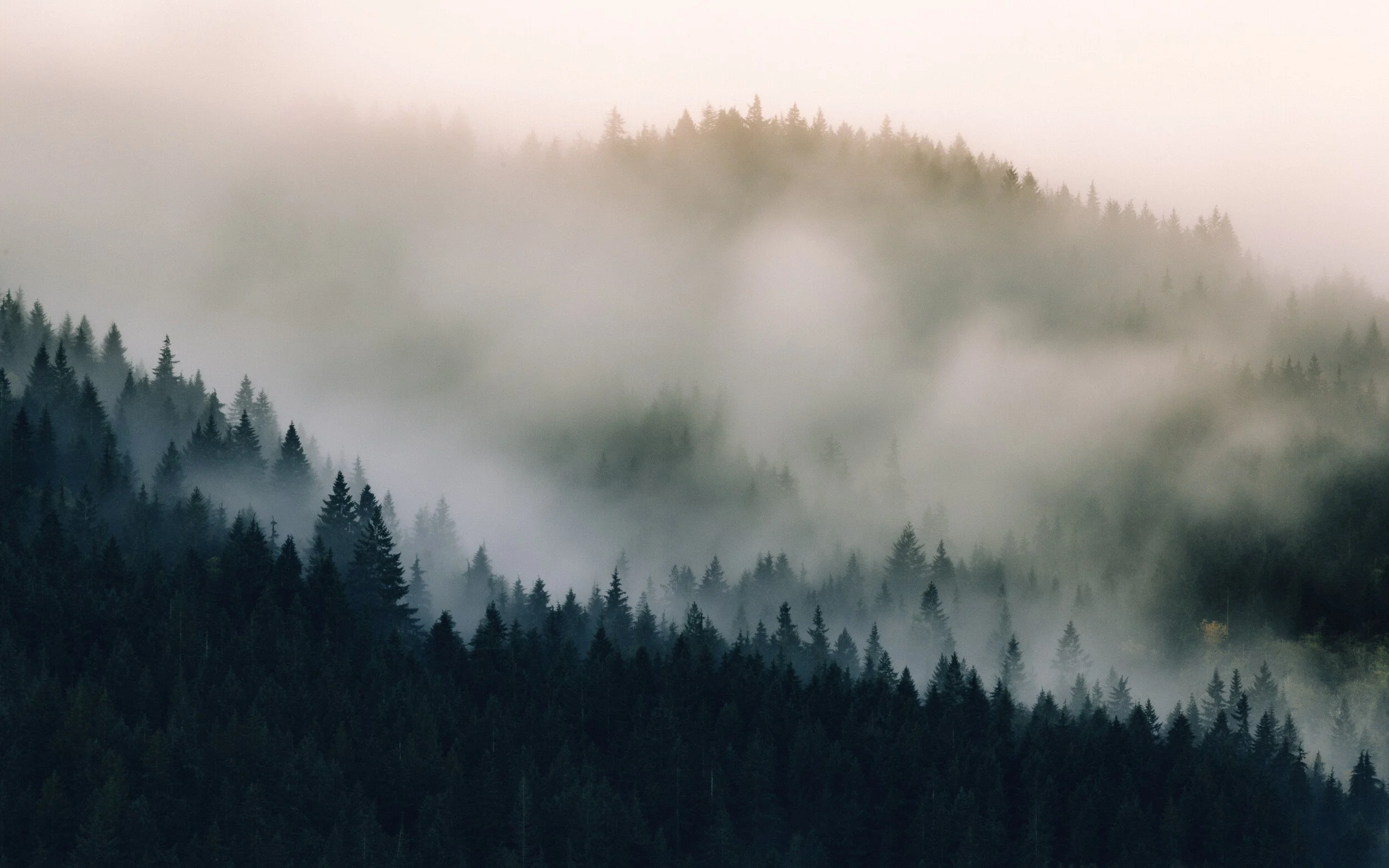 Mist drifting through a hillside of dark evergreen forest.