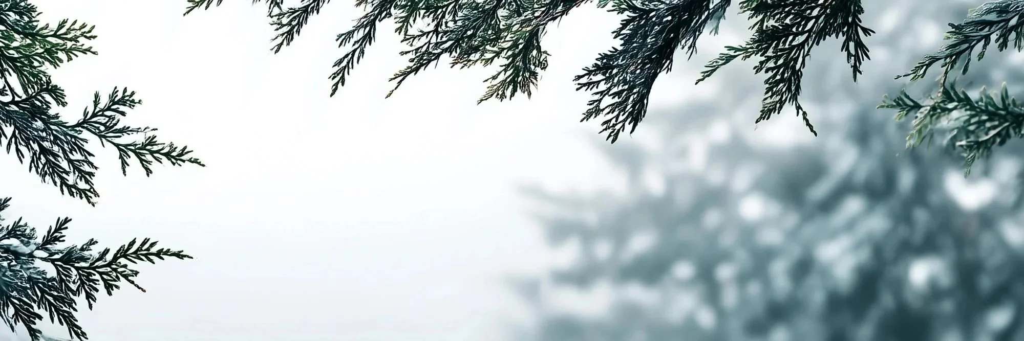 Cedar and hemlock branches against a pale, misty sky.