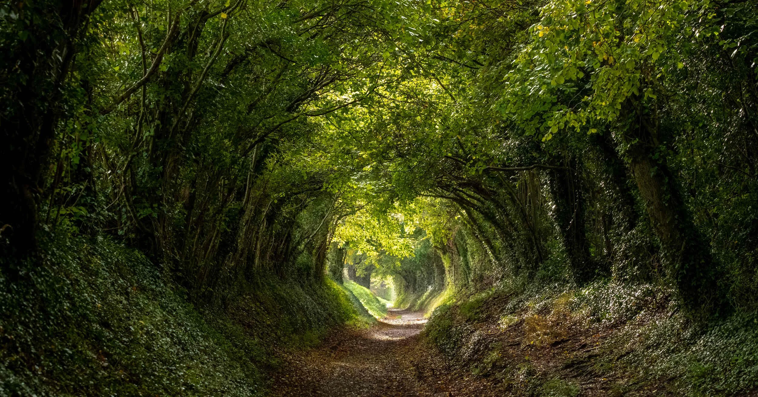 A sunken path running through a tunnel of overhanging trees, with light at the far end.