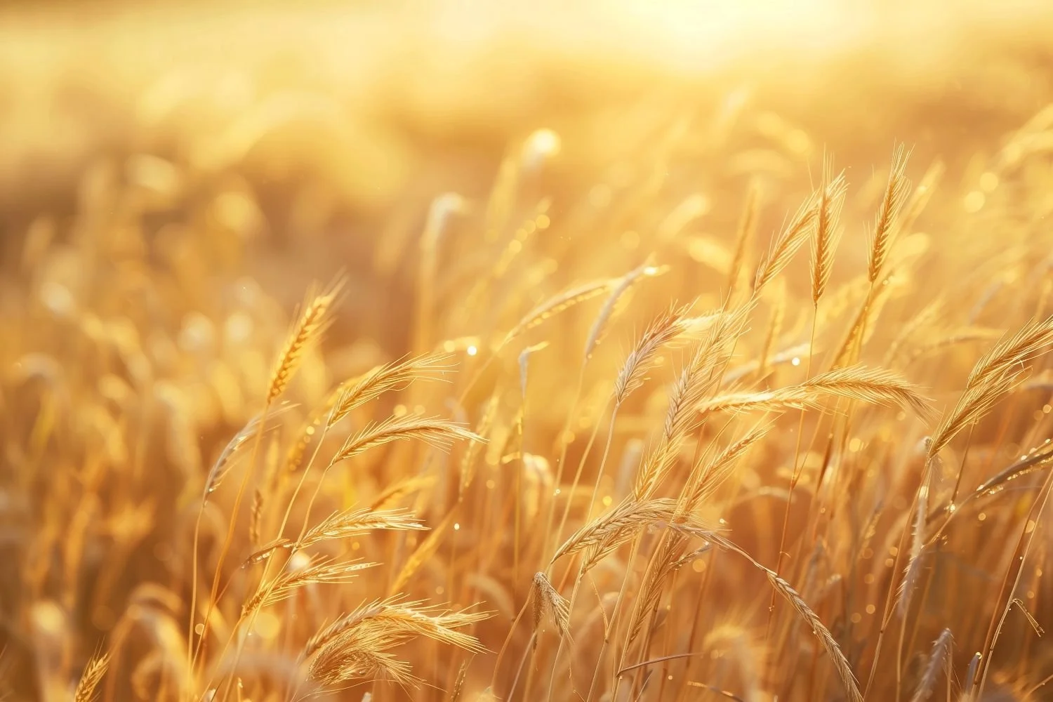 Golden wheat field with visible wind patterns moving through the grain