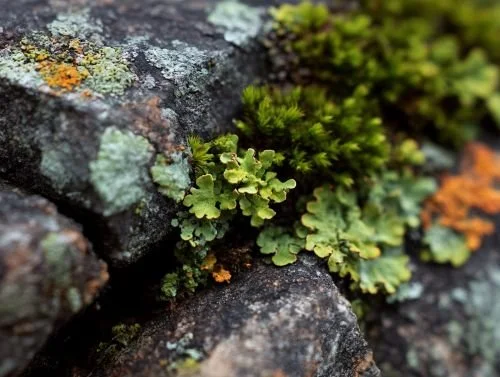 Lichen and moss growing on dark rock, close up.