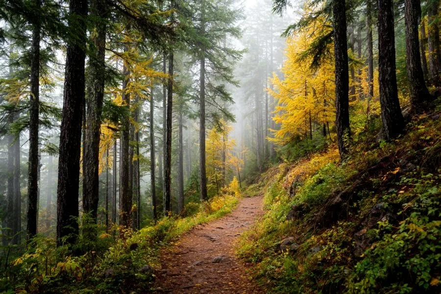 A trail through a misty conifer forest, with yellow larches among the trees.