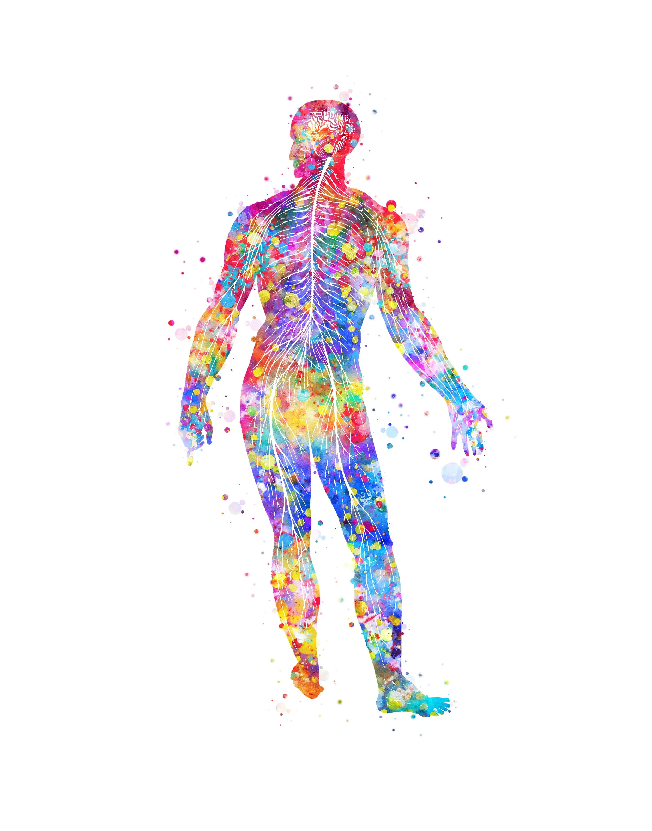 Watercolour illustration of the human body with the brain, spinal cord and nerves picked out in white.