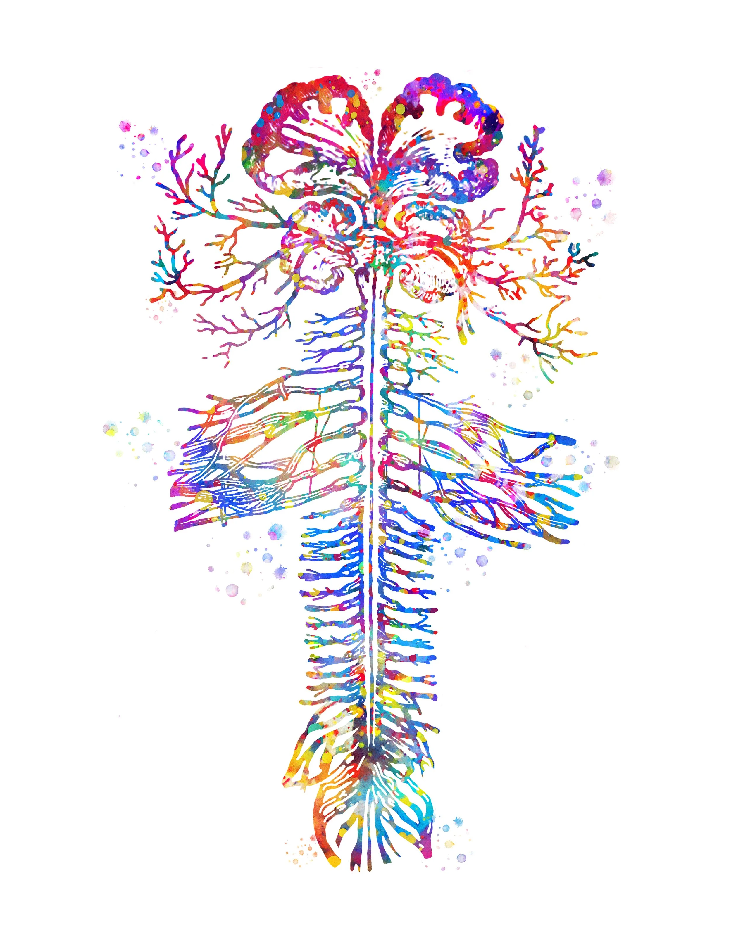 Watercolour illustration of the brain, spinal cord and branching nerves, seen from the front.