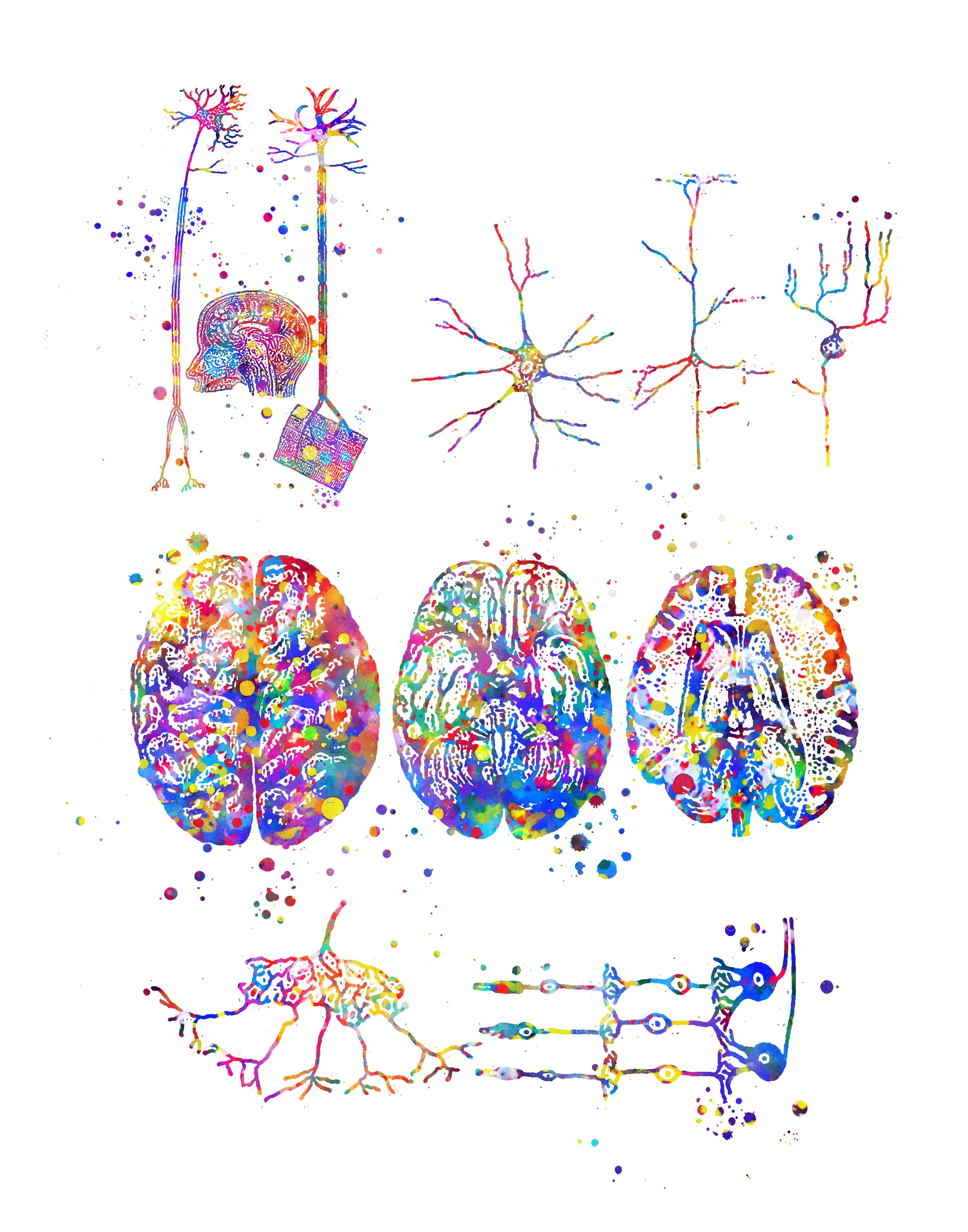 Watercolour sheet of neuroscience drawings: neurons, brain sections and nerve cells.