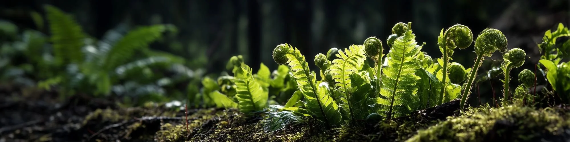 New fern fronds unfurling on a shadowed forest floor, lit from behind.