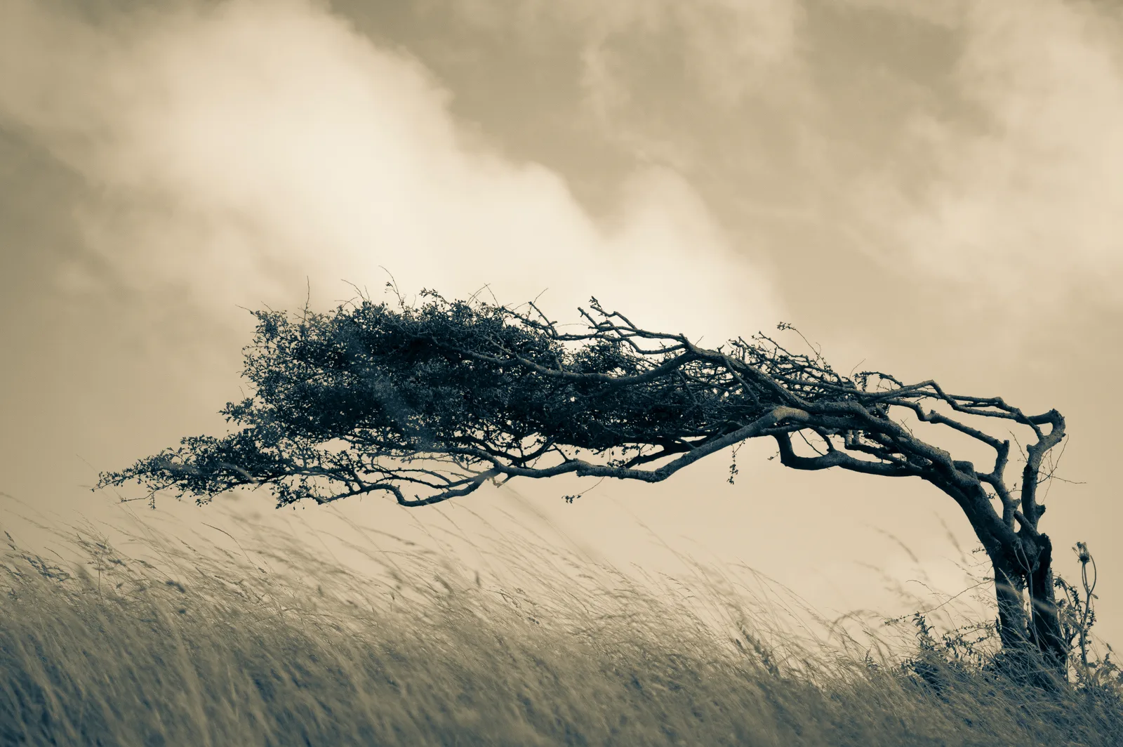 A lone, wind-blown tree with sparse branches bending in the wind against a cloudy sky, reflecting themes of trauma and resilience.
