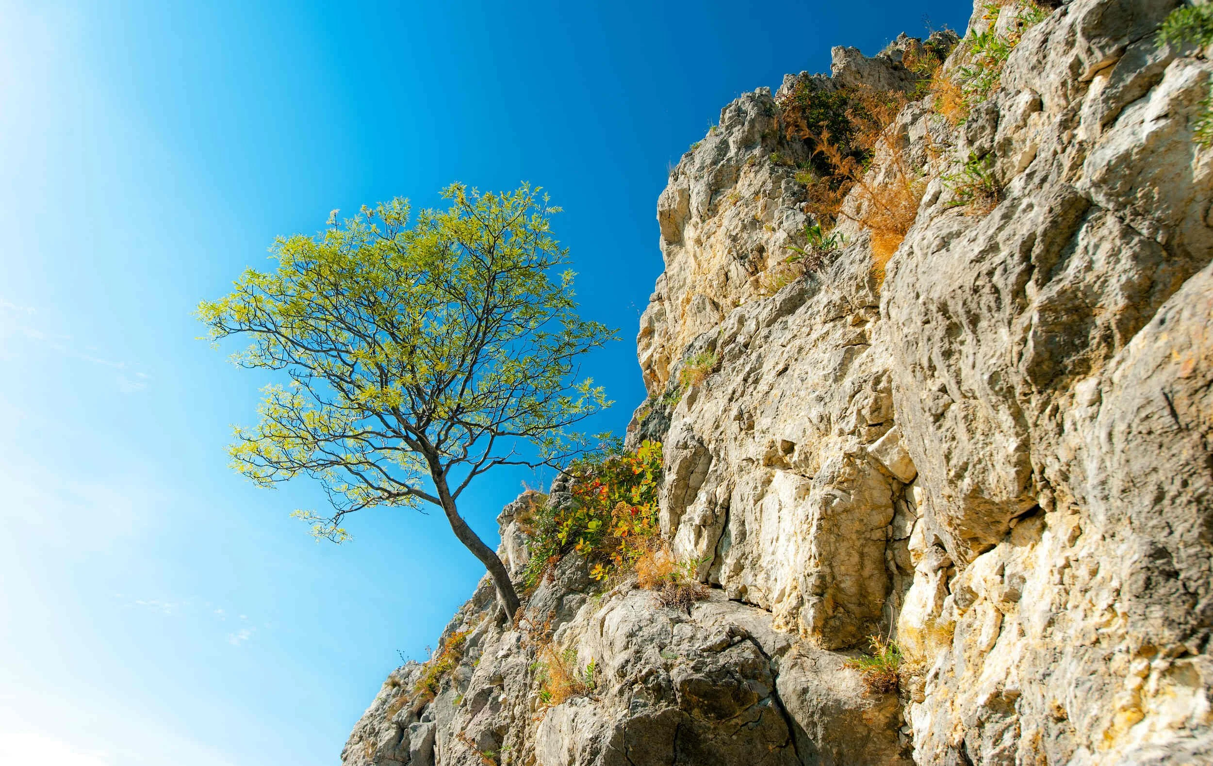 A lone tree growing on a steep rocky hillside with a clear blue sky in the background. Even in the most inhospitable of conditions, life can thrive.
