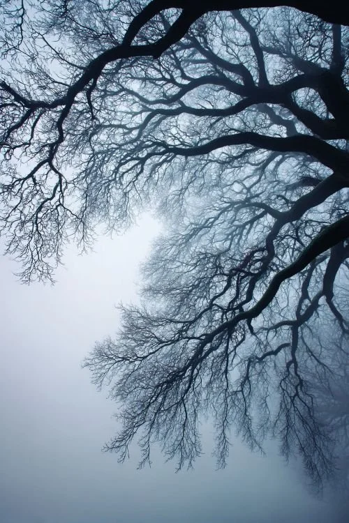 The bare branches of a large tree spreading against thick fog.