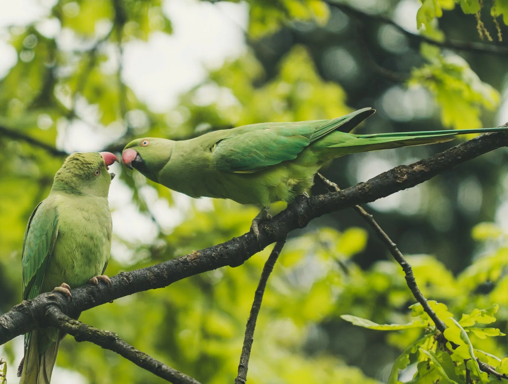 Two green parakeets on a branch, beak to beak.