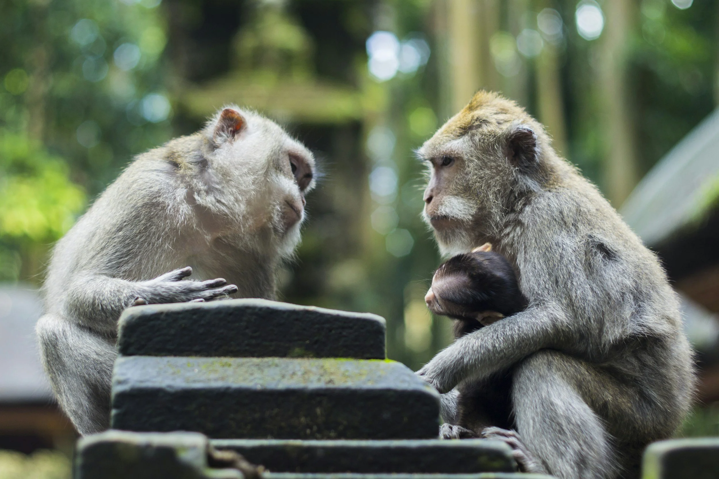 Two macaques facing each other on a stone wall, one holding a baby.